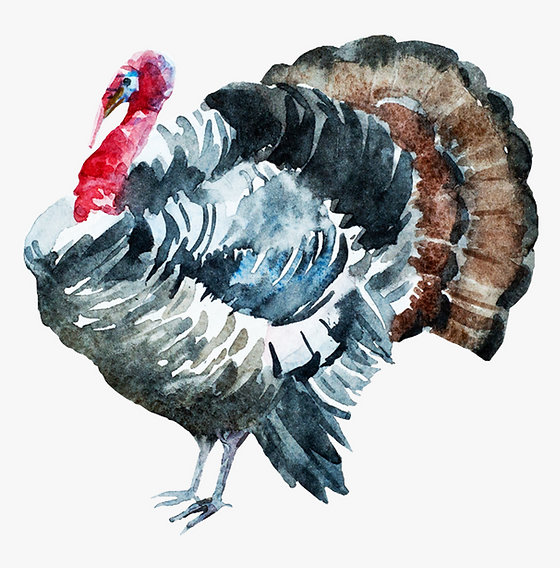 486-4863686_turkey-watercolor-hd-png-download