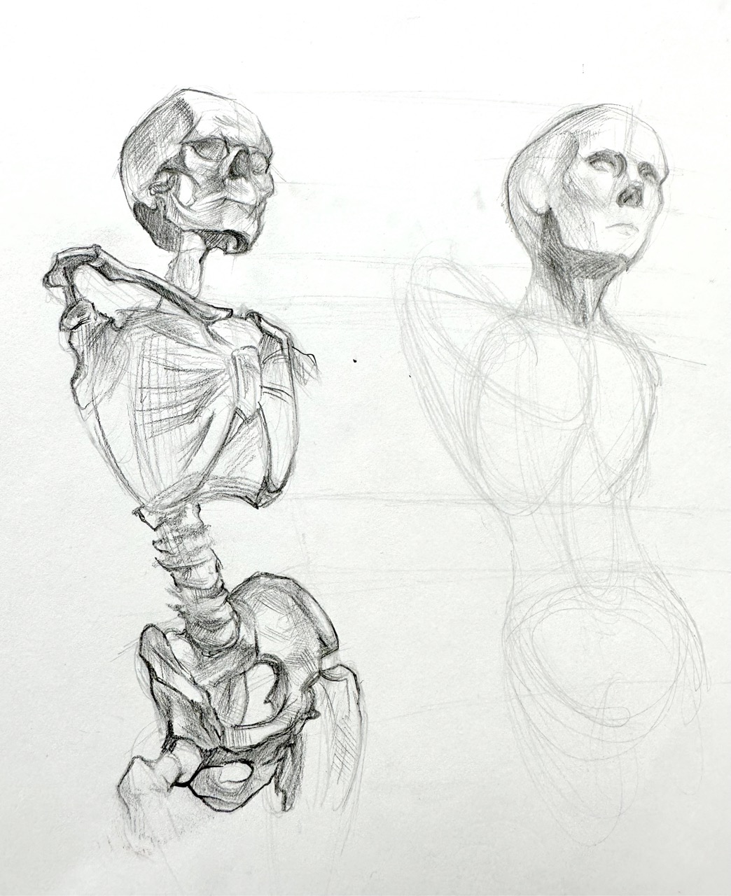 Anatomy